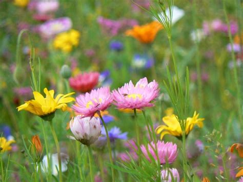Arte E Natura Un Legame Indissolubile Fiori Di Campo Field Flowers