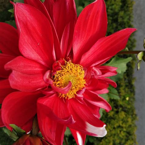 Bright Red Coloured Dahlia Flower With Stamens And Yellow Pollens Stock