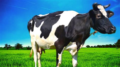O Som Da Vaca Vaca Mugindo Cow Cow Youtube
