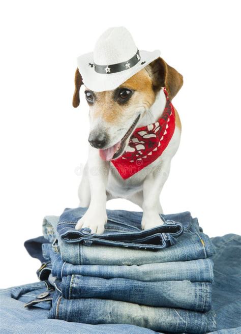 Funny Terrier Dog Wearing Cowboy Hat Stock Photos Free And Royalty Free