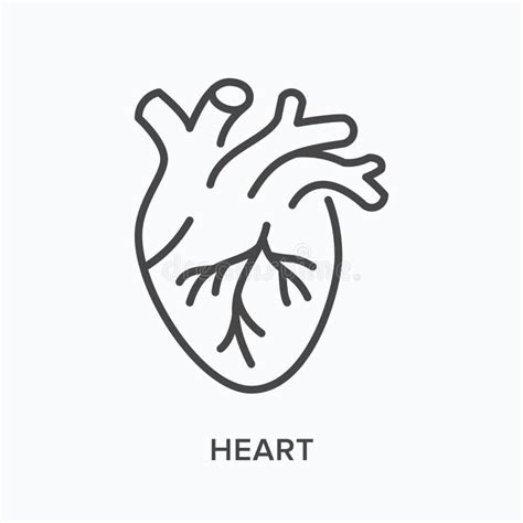 Heart Flat Line Icon Vector Outline Illustration Of Human Organ Stock