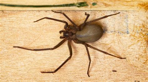 How Do You Identify A Brown Recluse Spider