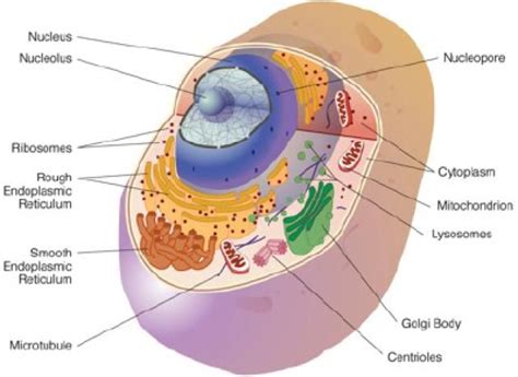 It is the outermost part of the cell in animals. Animal Cells Are Eukaryotic Cells With a Membrane-Bound ...