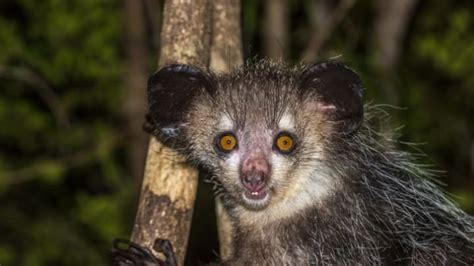 10 Terrifying Animals That Actually Exist Mental Floss