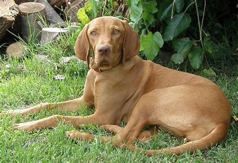 Hopefully, one or more of these will help ensure your pet's good health. 5 Best Dog Foods for Vizslas (Reviews Updated 2020) - Dog ...