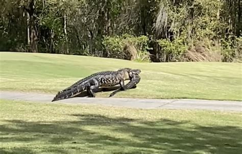 Video Shows Huge Lakeland Alligator Grandpappy Eating A Smaller Gator On A Golf Course