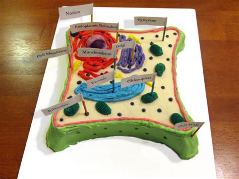 How To Create 3d Plant Cell And Animal Cell Models For Science Class