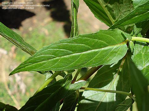 Plant Identification An Erect Weed Pink Flowers A Linear Leaf