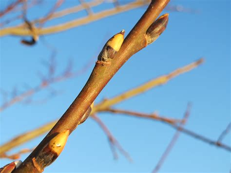 Free Photo Salix Caprea Goat Willow Pussy Willow Great Sallow Buds