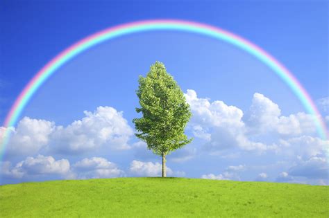 Sky Clouds Rainbow Trees Nature Wallpapers Hd Desktop And Mobile