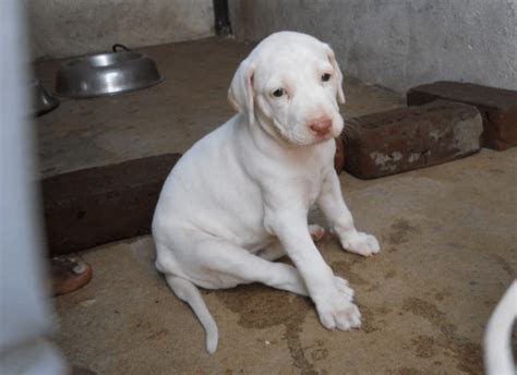 Rajapalayam Dog Rare Aristocratic Dog Of India Breed Guide