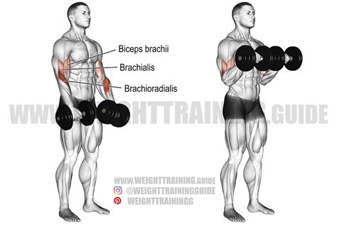 Dumbbell Reverse Curl Instructions And Video Weight Training Guide