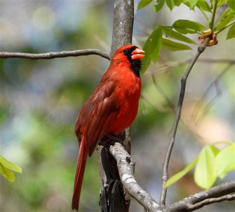 A Singing Cardinal Feederwatch