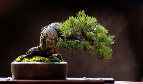 Some are as tiny as your bonsai was viewed as a hobby for retirees, but recently young people started enjoying the art of bonsai too. The Art of Bonsai Project - Feature Gallery: The Shohin ...