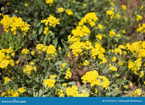 Yellow Wild Flowers Stock Image Image Of Glade Wild 53125229