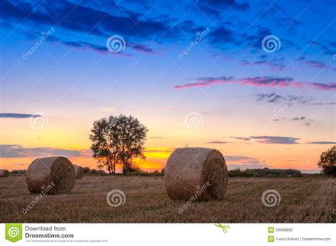 Sunset Field Tree And Hay Bale Stock Photo Image Of Countryside