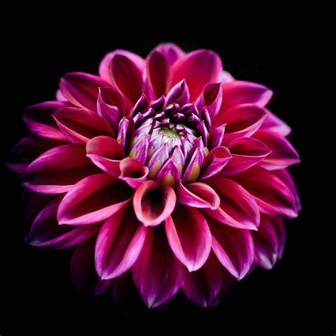 Purple Dahlia Flower And Nature Photography Amazing Nature Photography