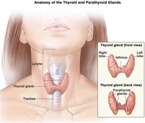Thyroid Nodule Definition Causes And Treatment My XXX Hot Girl