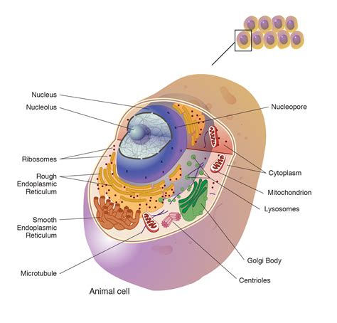 Cell कोशिका जीव निर्माण का महत्वपूर्ण भाग Biology Science
