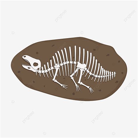 Dinosaur Fossil Vector Design Images Dinosaur Skeleton Fossil Clipart