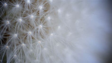 Dandelion Flower Macro Wallpapers Hd Wallpapers