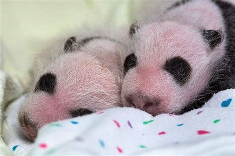 Twins Pictures Of Atlantas Baby Pandas Live Science