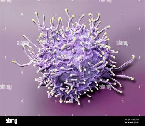 Activated T Lymphocyte Coloured Scanning Electron Micrograph Sem Of