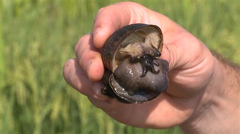 ‘out Of Control Giant Snails Could Be Eaten By Elusive Bird In St Bernard Parish Klfy
