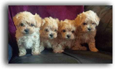 Empower people to become educated and informed puppy parents and assist them in their search for their perfect puppy match. Maltipoo Puppies For Sale | Delaware, OH #209041 | Petzlover