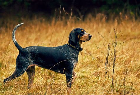Here Are The 10 Best Hunting Dog Breeds