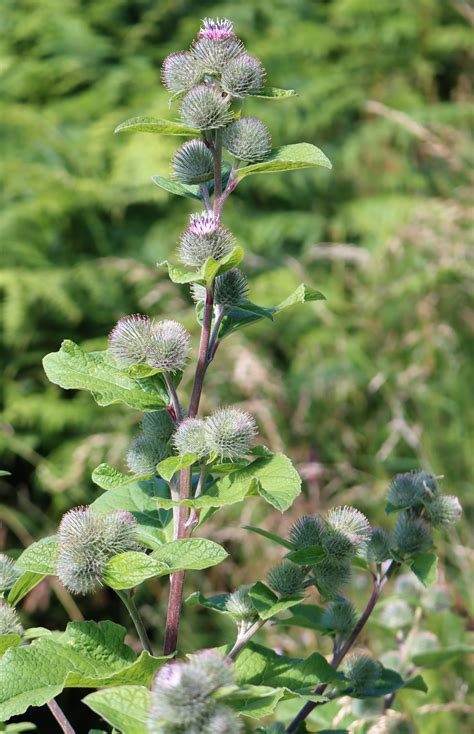 Arctium Lappa Greater Burdock Flora Asteraceae Daisies