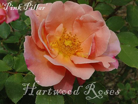 Hartwood Roses Friday Flowers Changes In The Arcade Garden