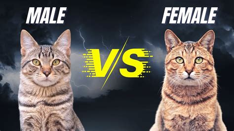 Male Vs Female Cat What Are The Differences Youtube