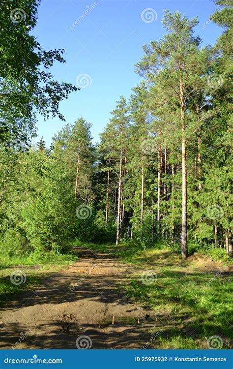 Russian Nature Pine Forest In Summer Stock Photography Image 25975932