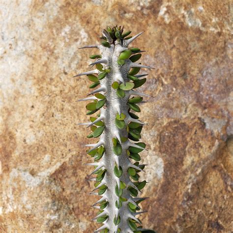 Alluaudia Procera Ocotillo Ocotillo Plants Small Succulents