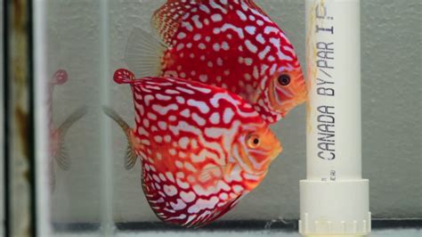 Martin Ng Red Eagle Discus Breeding Pair With Fry Youtube