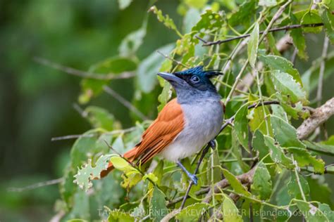 Kumana National Park Safari Full Day Cross Country Travels Sri Lanka