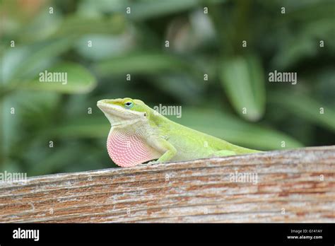 Green Anole Lizard In Dallas Texas Stock Photo Alamy