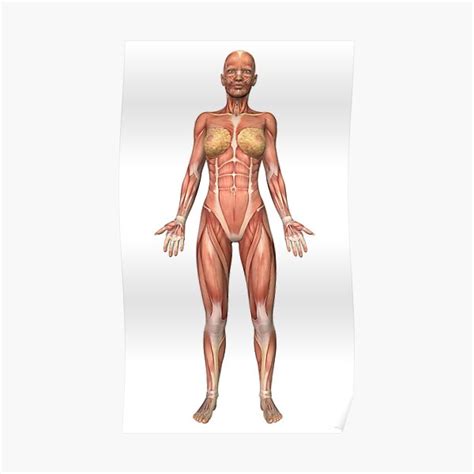 Female Muscular System Ubicaciondepersonas Cdmx Gob Mx