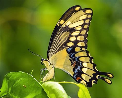 What Flowers Attract Swallowtail Butterflies ABIEWRT