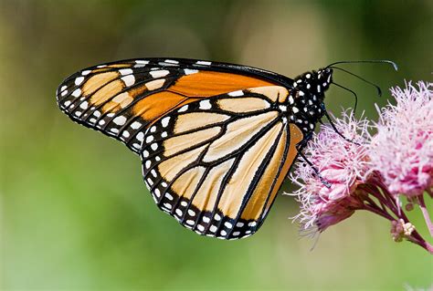 Monarch Butterfly Danaus Plexippus Monarch Butterfly Fee Flickr