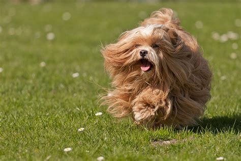 Selah havanese, breeders of home raised, health tested havanese puppies in michigan. Red colored Havanese | Flickr - Photo Sharing!