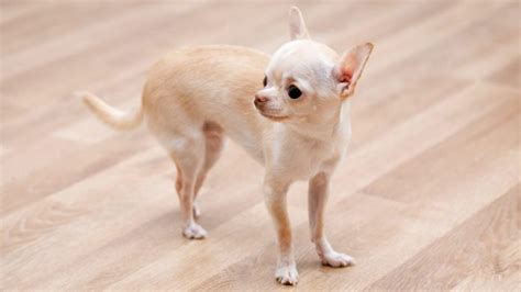 Teacup Chihuahua Is This Tiny Pup The Perfect Pet For You