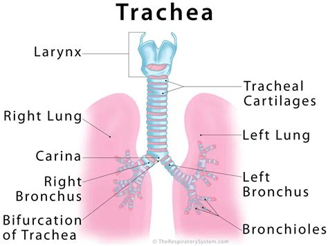 The Anatomy Of The Trachea