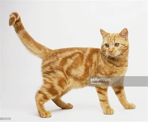 Standing Cat Images Ginger Tabby Cat Standing Side View Stock Photo