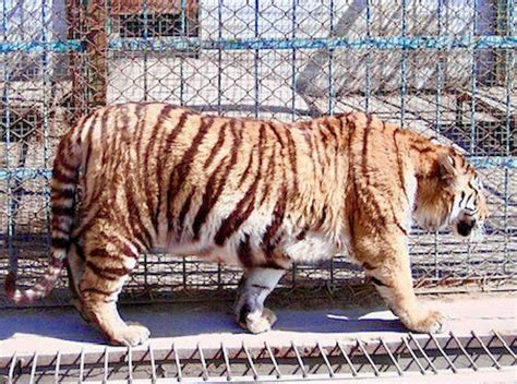 How ‘tiger Farms Have Turned A Wild Animal Into A Species Worth More