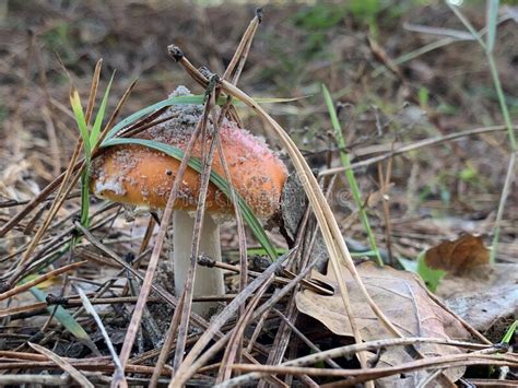 Toadstool Mushrooms On In The Autumn Deciduous Forest Dangerous