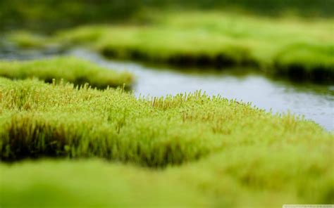 Moss Hd Wallpaper Background Image 2560x1600 Id645286