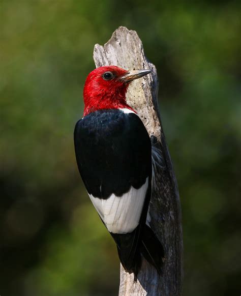 Red Headed Woodpecker