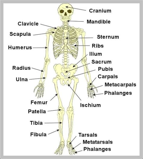 Labeled Human Skeleton Diagram Image Graph Diagram